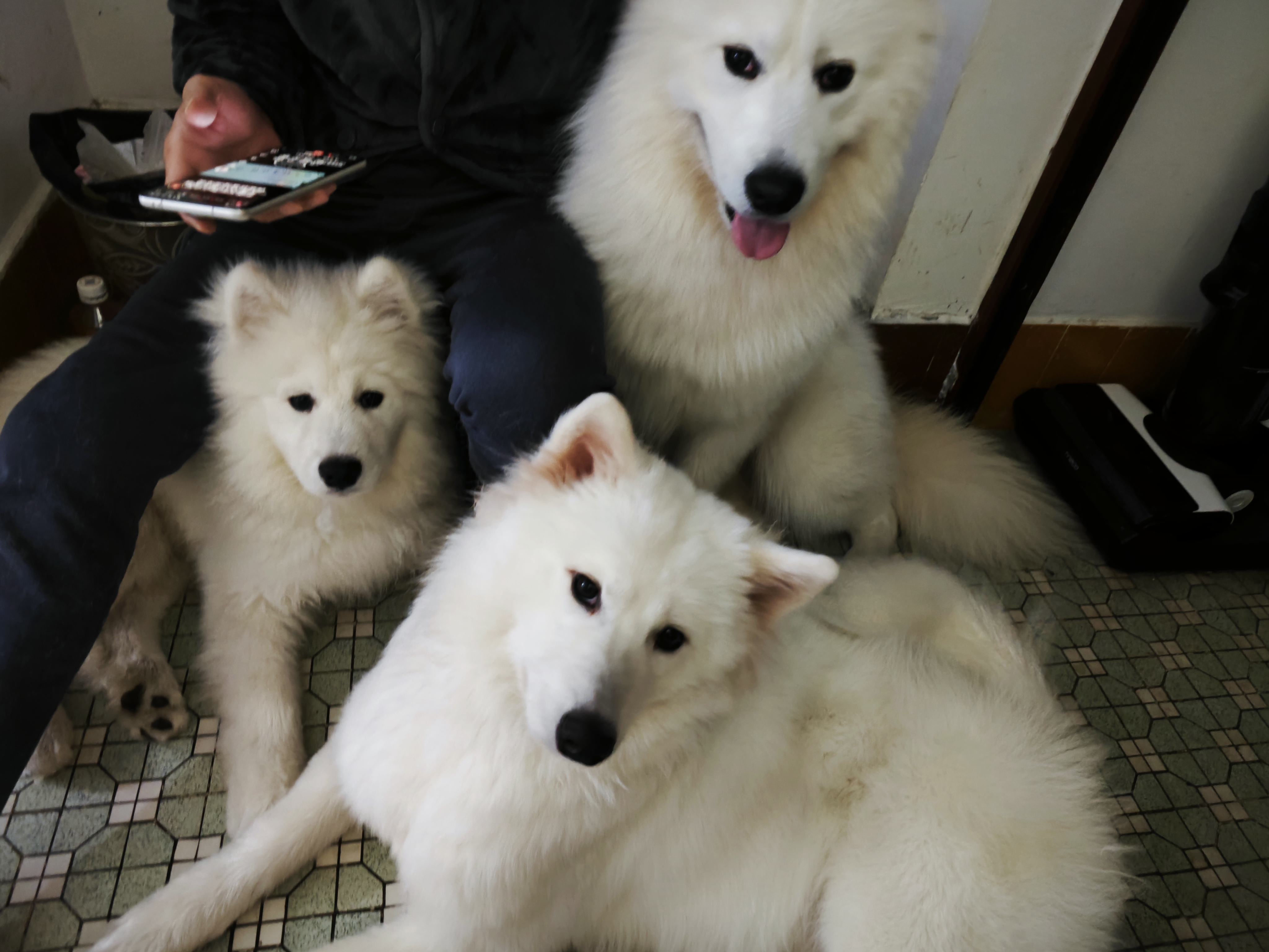 微笑天使萨摩耶